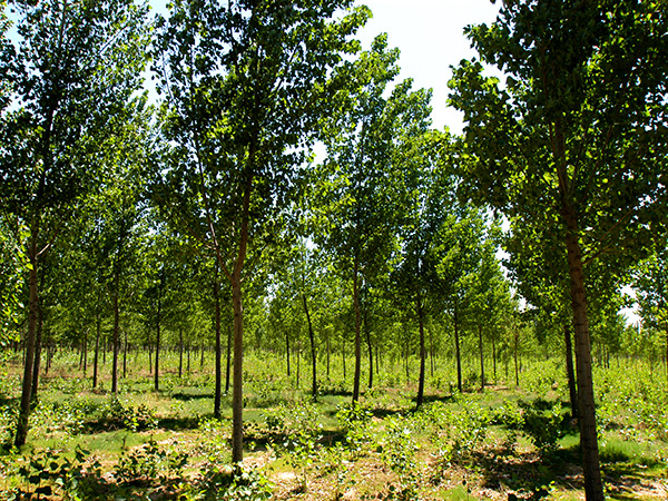 邯郸市k8.com园林工程有限公司